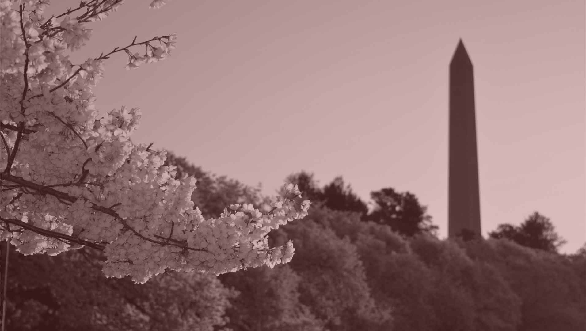 An image of the Washington Monument